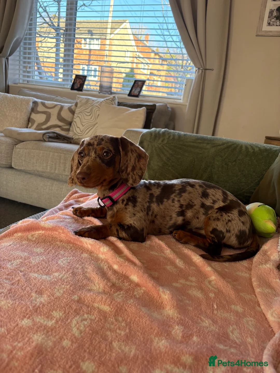 Miniature Dachshund dogs for sale: Miniature Dachshund - Isabelle dapple  in Bingley - Advert 7