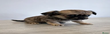 Chihuahua 1