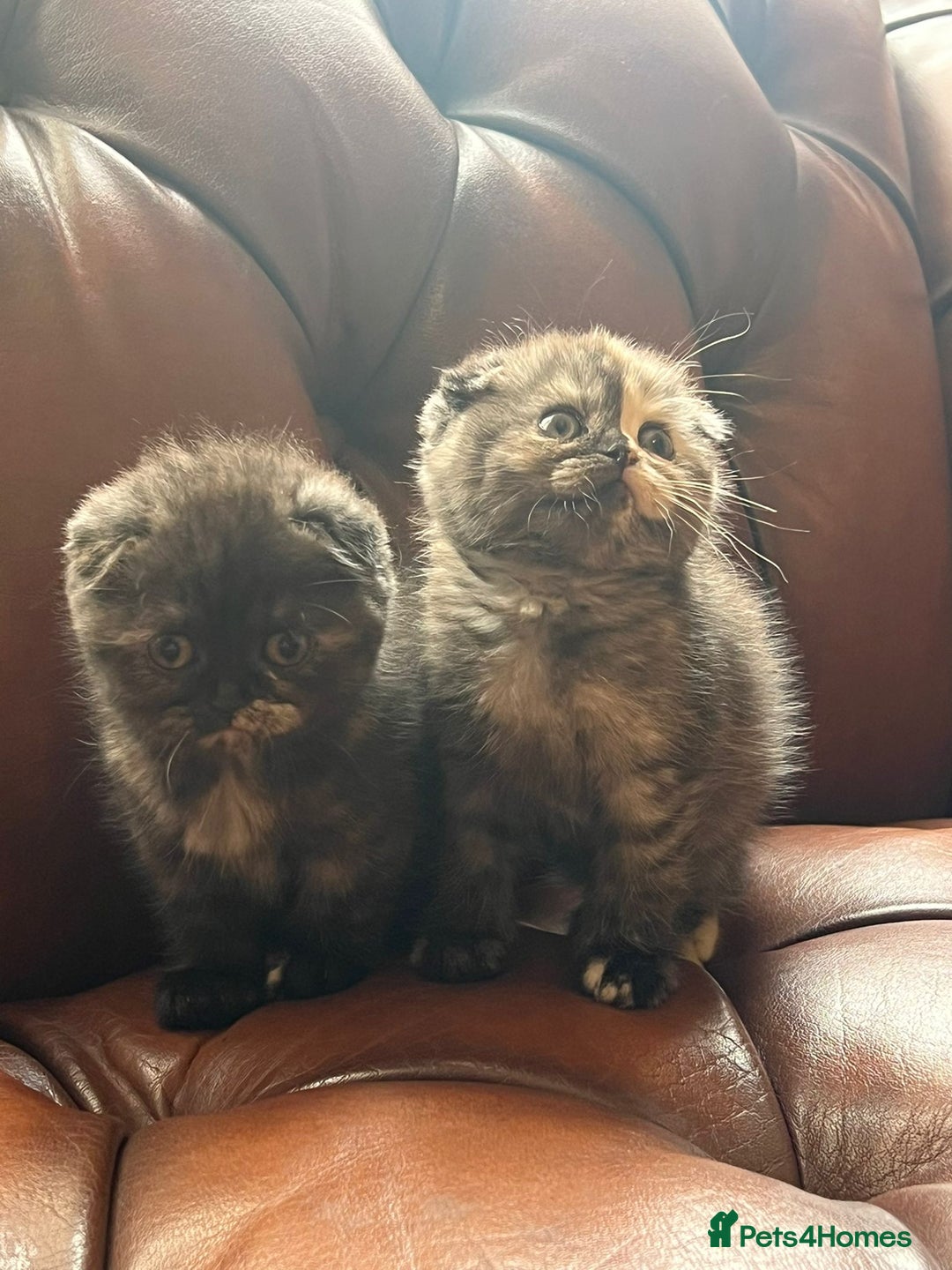 Scottish Fold cats for sale: 💫🐾Adorable kittens looking for loving homes🐾💫 - Image 8