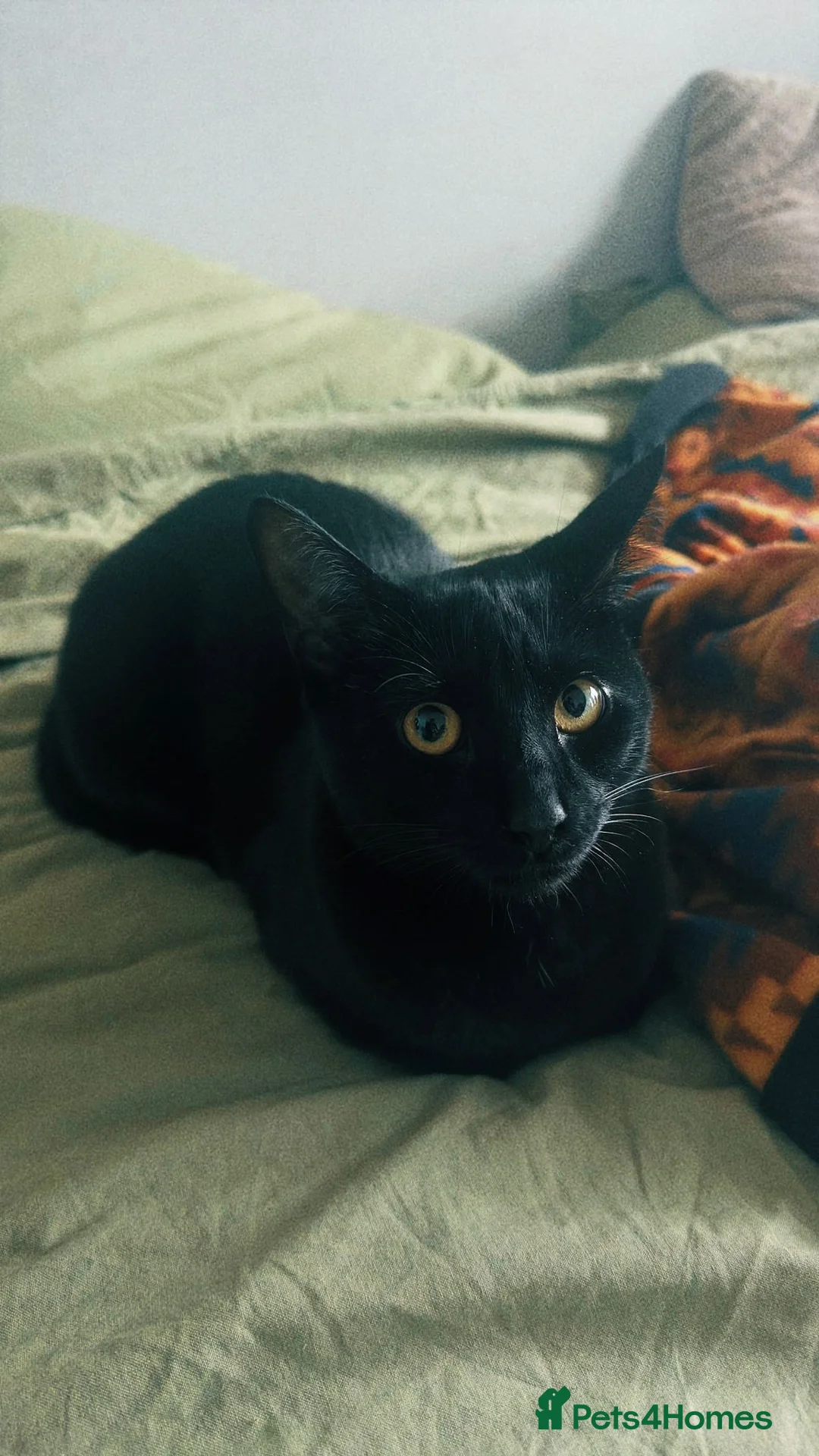 Mixed Breed cats for sale: Energetic Black Cat Looking for Active Loving Home - Advert 25