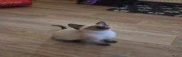 Snowshoe cats for sale: Seal Point Snowshoe kittens - two left - Advert 2