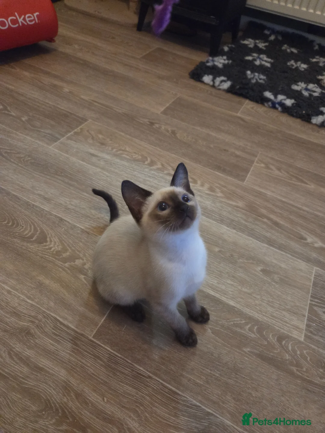 Snowshoe cats for sale: Seal Point Snowshoe kittens - two left - Advert 2