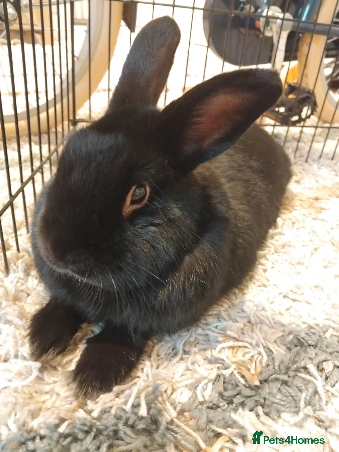 Mixed Breed rabbits for sale: Banjo, looking for new home. in Cambridge - Advert 1