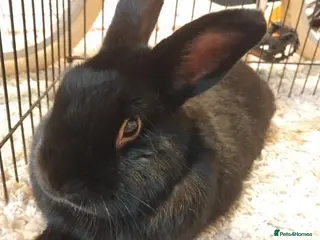 Mixed Breed rabbits Banjo, looking for new home. - Advert 2