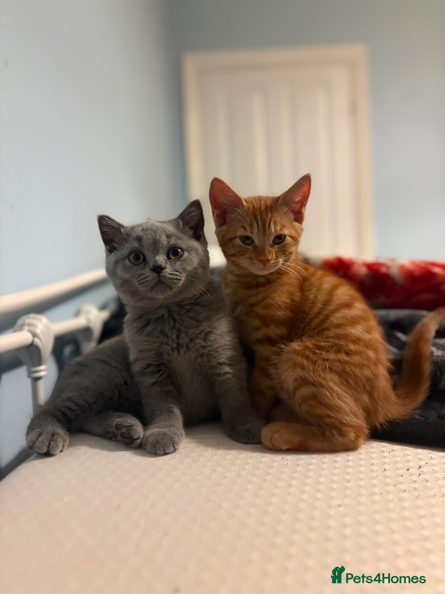 British Shorthair cats two beautiful kittens for sale - Advert 5