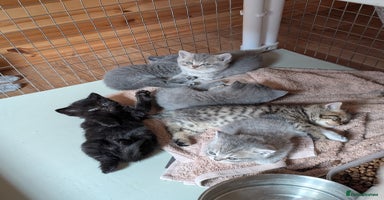 British Shorthair cats - Advert 14