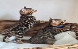 Bengal cats for sale: Gorgeous Pedigree Bengal Kittens  - Image 13
