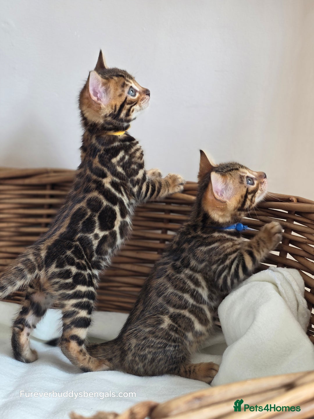 Bengal cats for sale: Gorgeous Pedigree Bengal Kittens  - Image 13