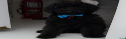 Standard Poodle dogs for sale: Amazing standard poodle babies - Advert 1