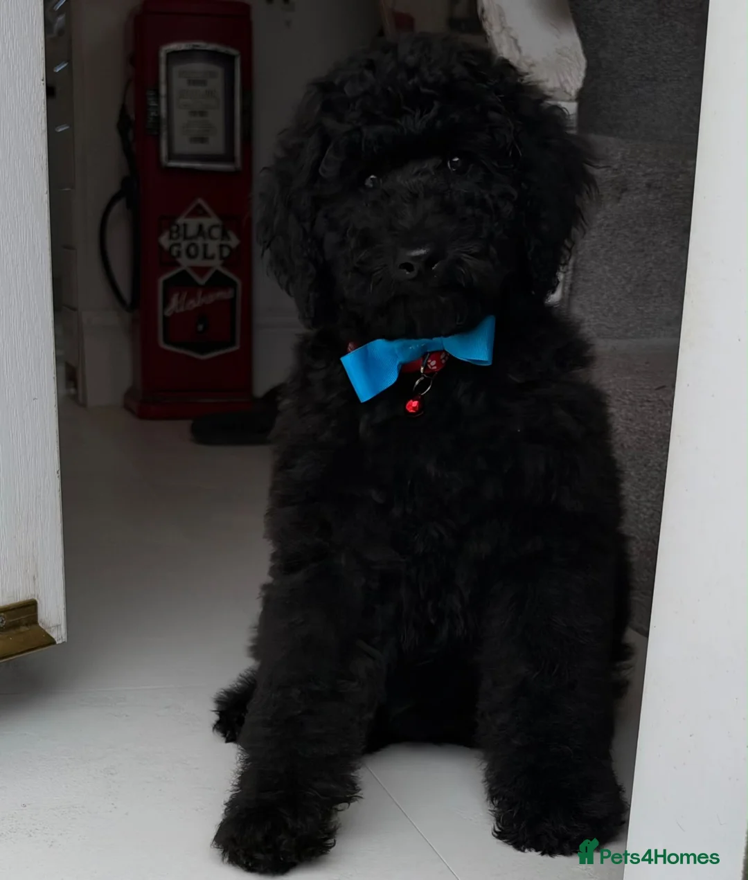 Standard Poodle dogs for sale: Amazing standard poodle babies - Advert 1