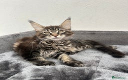 Maine Coon cats for sale: Pedigree TICA Registered Maine Coon Kittens - Image 32