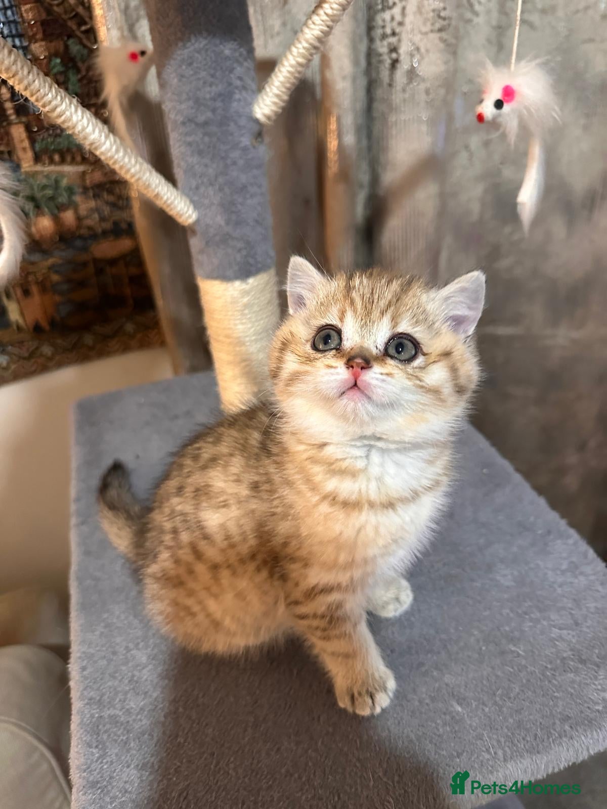 British Shorthair cats ✨ Stunning Golden BSH Boy, Last One Available - Advert 13
