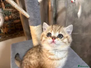 British Shorthair cats ✨ Stunning Golden BSH Boy, Last One Available - Advert 13
