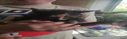 Mixed Breed cats for sale: 5 kittens available from may 20th - Advert 5