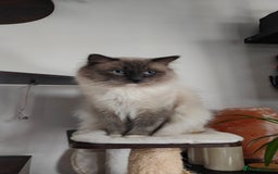 Ragdoll cats for stud: Rag doll stud  - Image 3