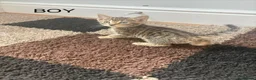 Mixed Breed cats for sale: Gorgeous kittens - Advert 4