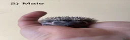 Pygmy Hedgehog rodents for sale: Male hoglets for sale! - Advert 14
