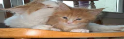 Maine Coon cats for sale: Maine Coon Kittens - Advert 11