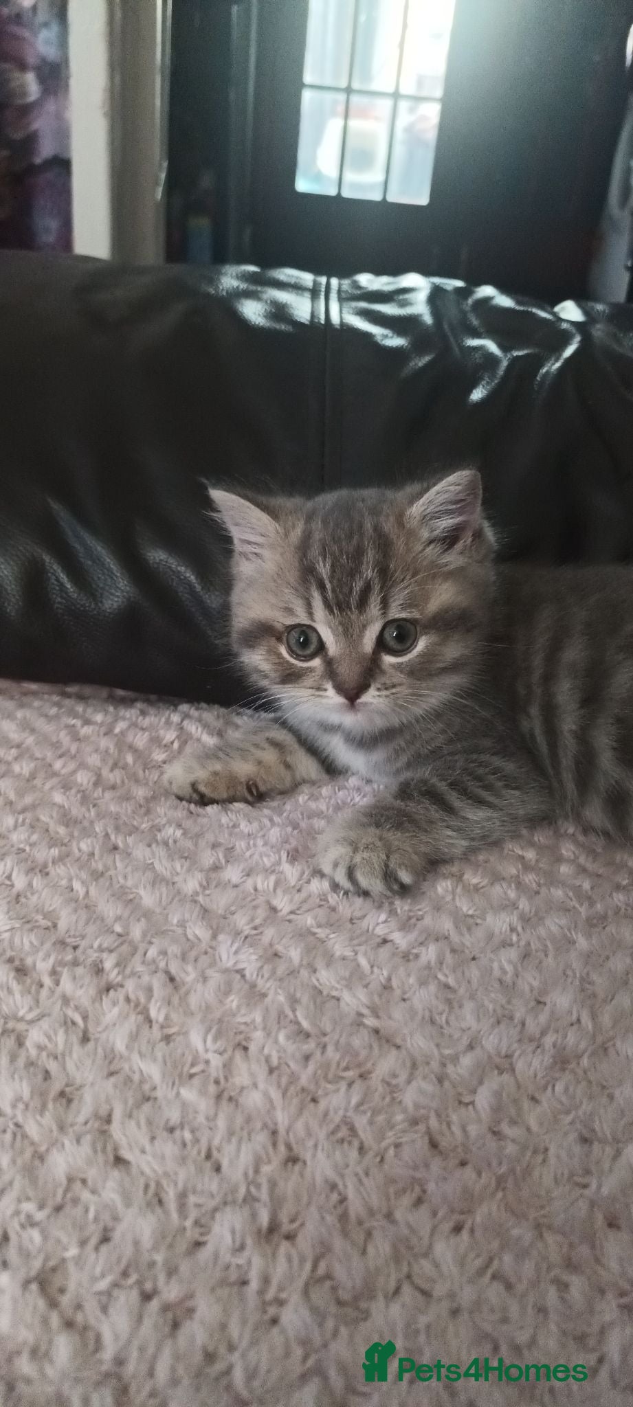 British Shorthair cats British short hair kittens - Advert 1