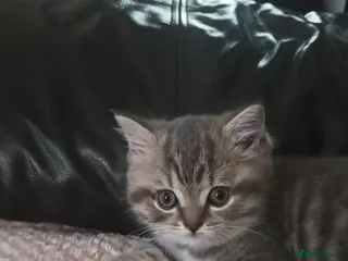 British Shorthair cats British short hair kittens - Advert 1