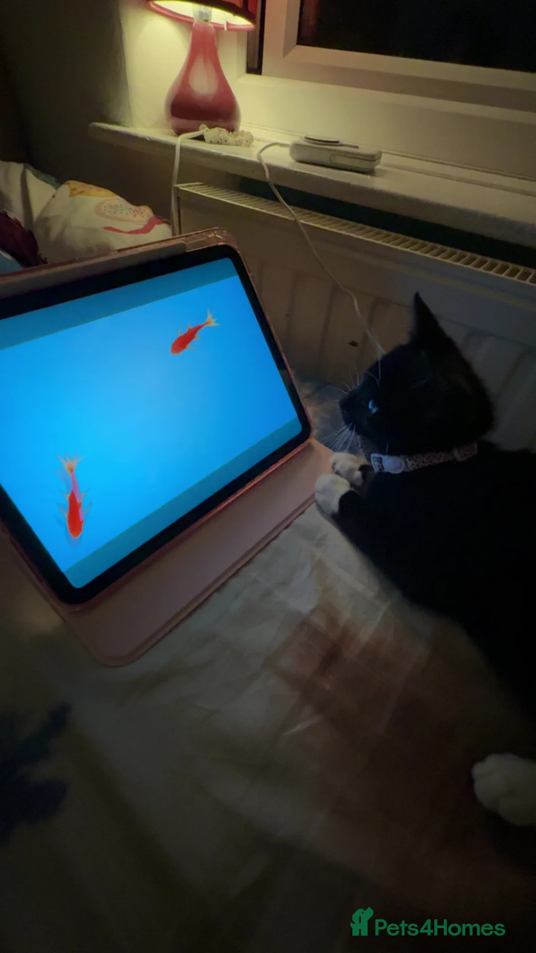 British Shorthair cats for sale: cute tuxedo kitten in Dagenham - Advert 1