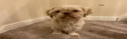 Shih Tzu dogs for sale: 5 beautiful Shih Tzu puppies in Sheffield - Advert 28
