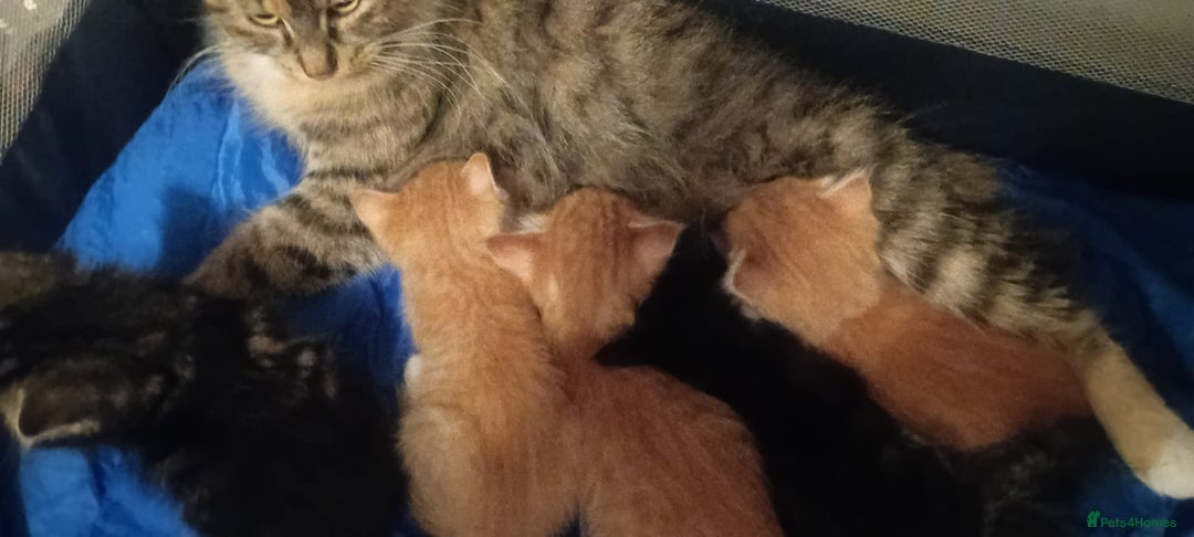 Mixed Breed cats for sale: 2 ginger and white males left  - Image 6