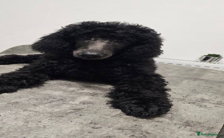 Standard Poodle dogs - Advert 15