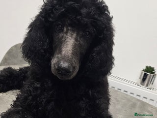 Standard Poodle dogs Last Boy! KC standard poodle for sale ! - Advert 9
