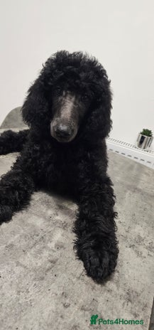 Standard Poodle dogs - Advert 2