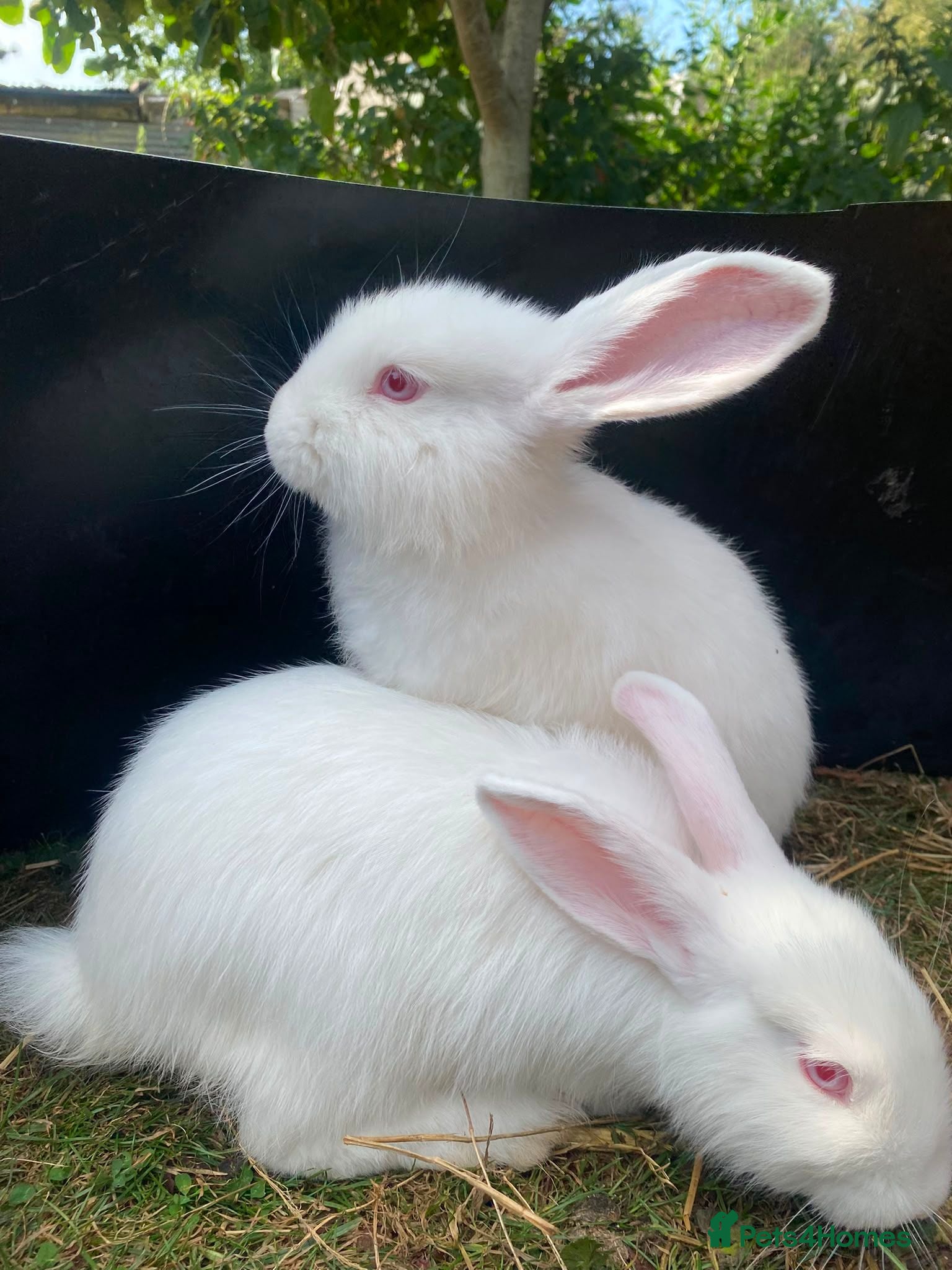 New Zealand rabbits New Zealand whites - Advert 3