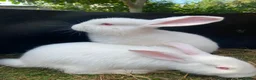 New Zealand rabbits for sale: New Zealand whites - Advert 1