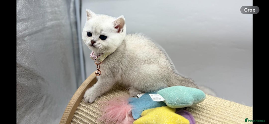 Scottish Fold cats for sale: Beautiful Scottish Straight Kittens - Advert 12