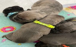 Cane Corso dogs for sale: CANE CORSO TOP QUALITY STRAJANO BLOODLINE FERMINTO - Advert 23