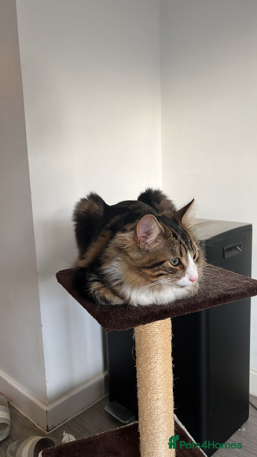 British Longhair cats for sale: Outdoor cat - Image 8