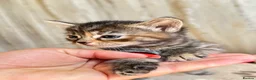Mixed Breed cats for sale: Bengal/ tabby mixed kittens - Advert 26