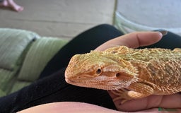 Bearded Dragon reptiles for sale: Bearded dragon  - Image 2