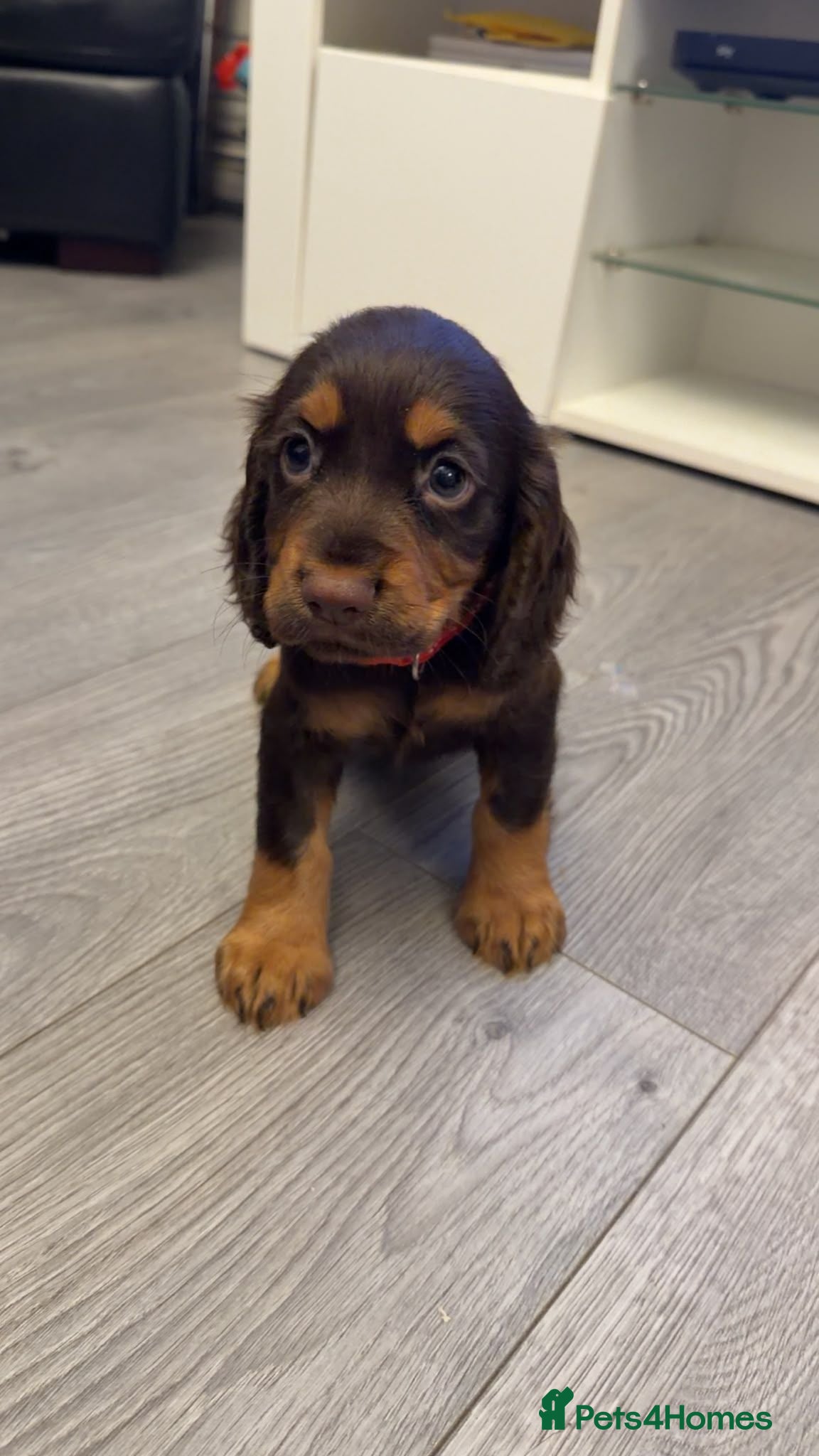Cocker Spaniel dogs Stunning kc registered working cocker spaniels - Advert 9