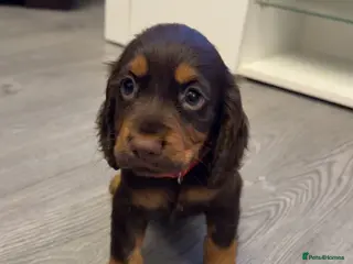 Cocker Spaniel dogs Stunning kc registered working cocker spaniels - Advert 9