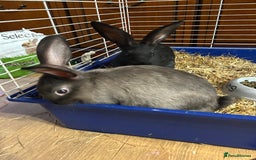 Mixed Breed rabbits for sale: 8-9 week old bunnies for sale 🐰 - Image 3