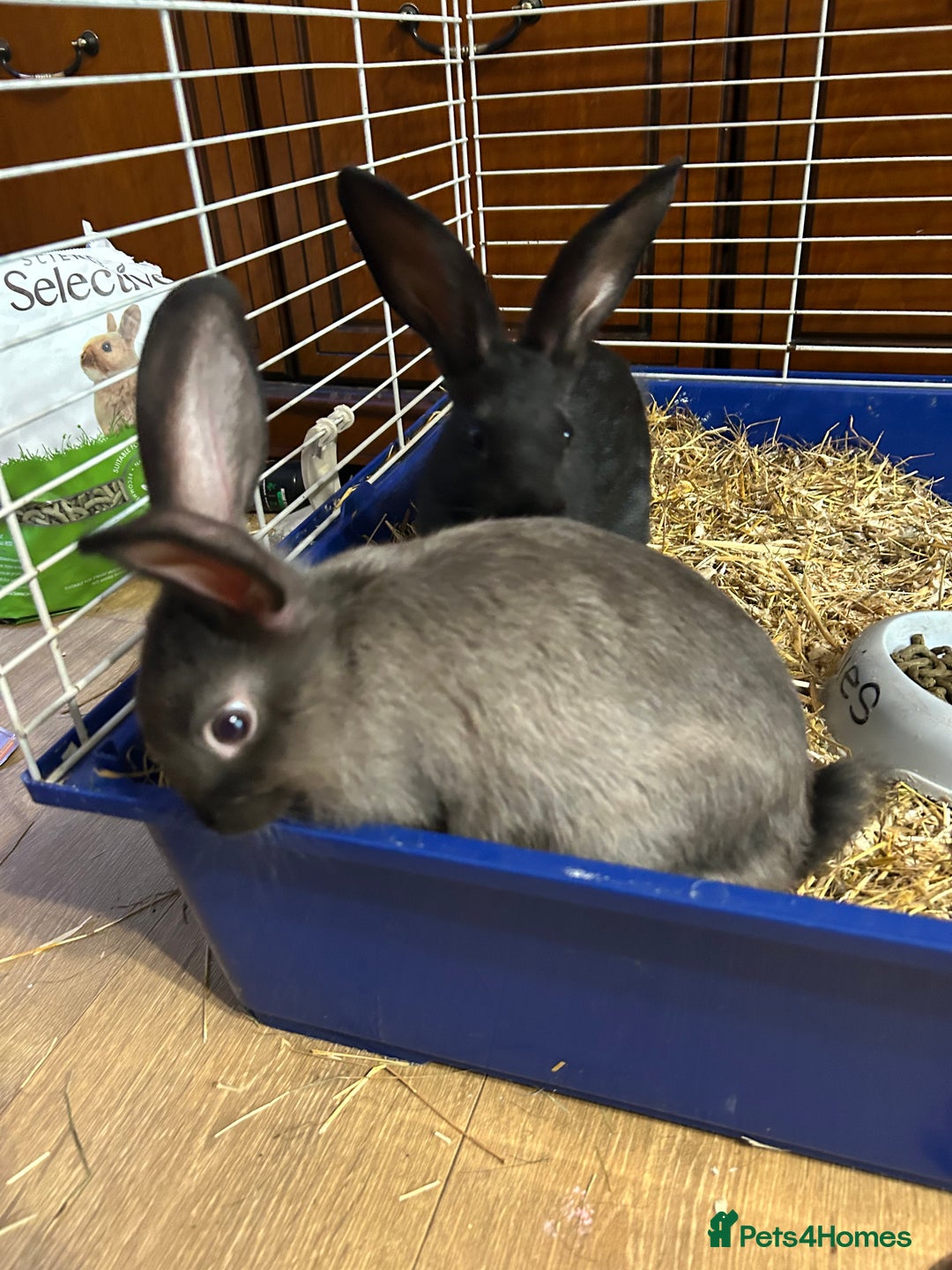 Mixed Breed rabbits for sale: 8-9 week old bunnies for sale 🐰 - Image 3