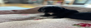 Cocker Spaniel 1