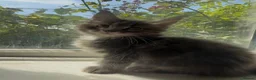 Maine Coon cats for sale: TICA Health Tested Maine Coon Kittens  - Advert 9