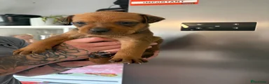 Mixed Breed 10
