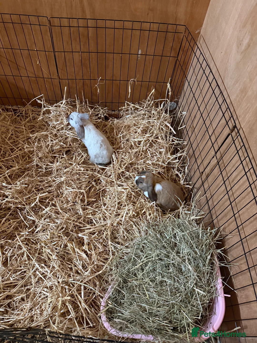 Mini Lop rabbits for sale: Girl Mini lops available  - Advert 2