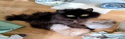Persian cats for sale:  Persian Silver Shaded/Tipped kittens ready now - Advert 6