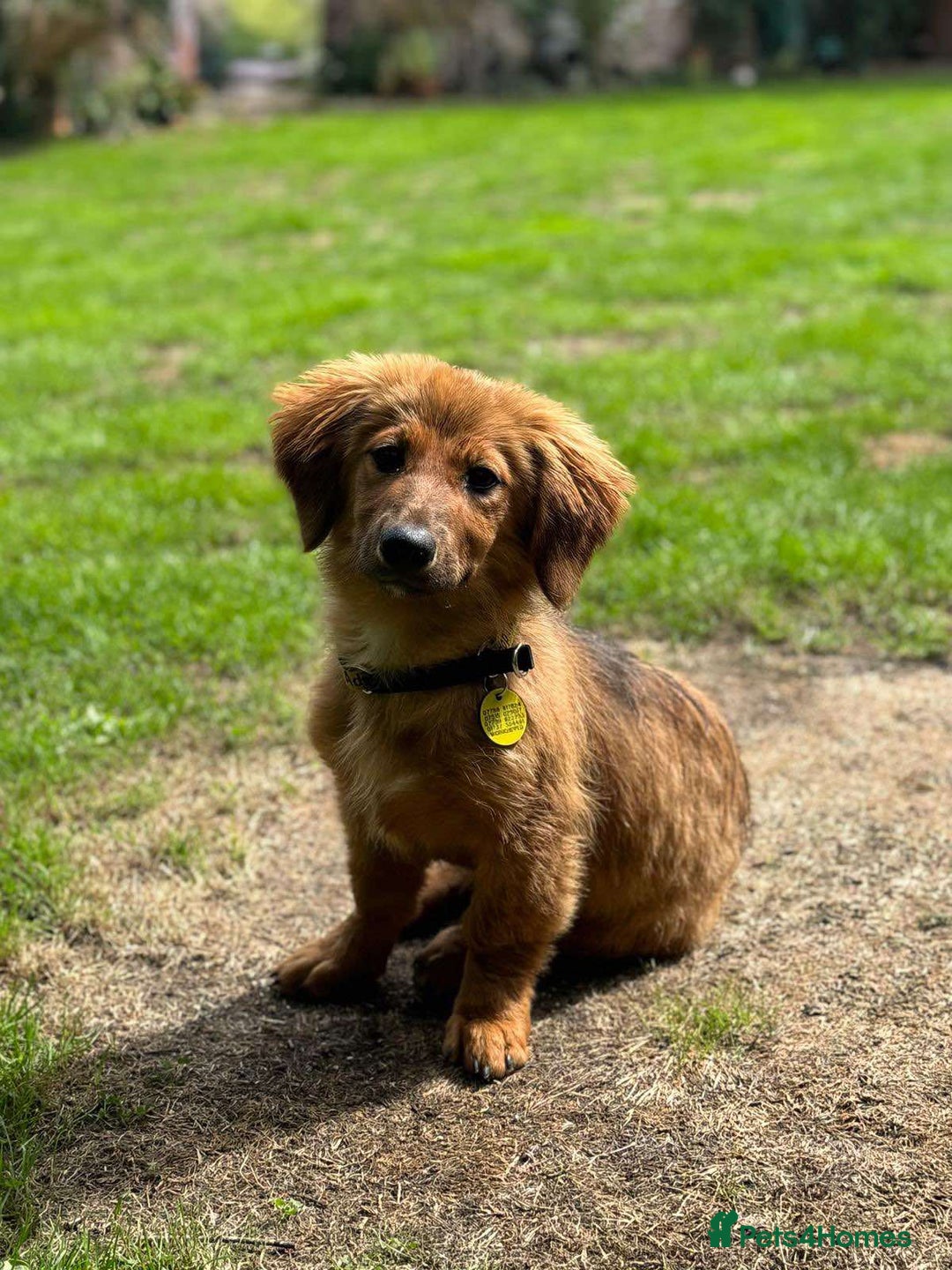Mixed Breed dogs for adoption: MAGGIE -Friendly girl/4 months/loves dogs & kids - Image 12