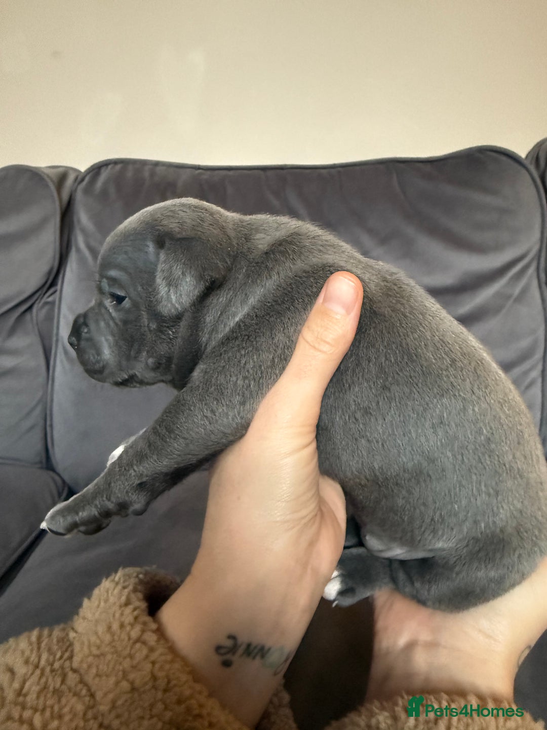 Staffordshire Bull Terrier dogs for sale: 🏆Blue staffordshire puppies ⭐️Ready  **  Eve - Advert 9