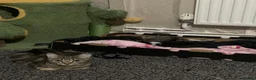 Mixed Breed cats for sale: Kittens  in Manchester - Advert 2