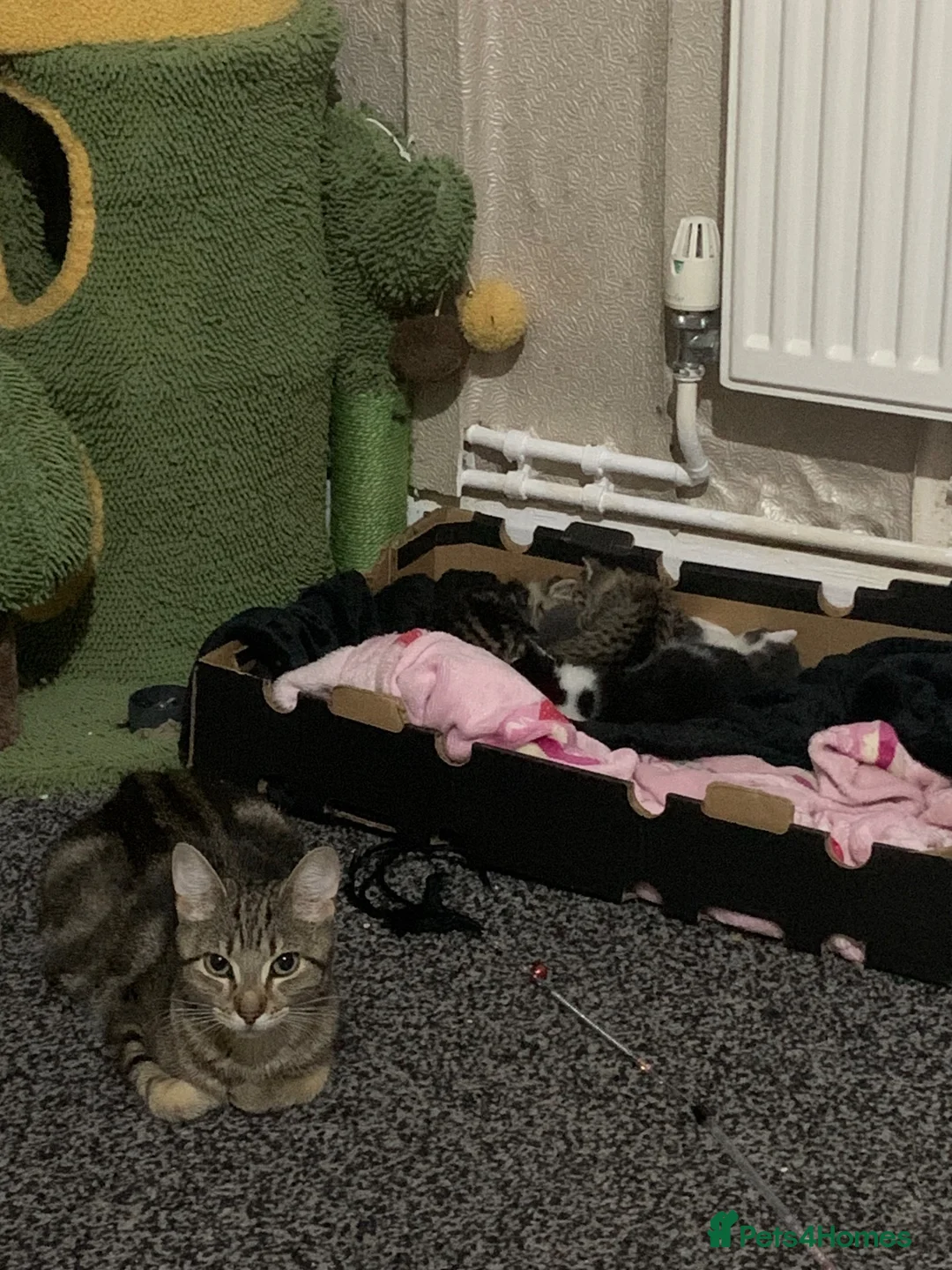 Mixed Breed cats for sale: Kittens  in Manchester - Advert 2